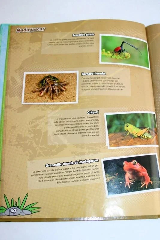 Album Jungle Mania, nossas aventuras na floresta tropical – photo 7